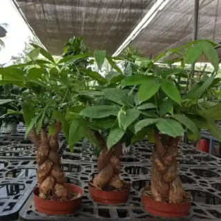 Braided Pachira Bonsai