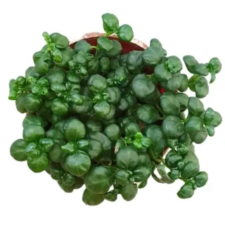 Bubble Plant