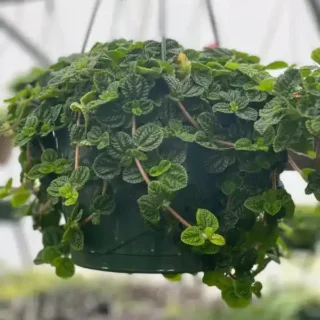 Creeping Charlie | Pilea Nummulariifolia Plant