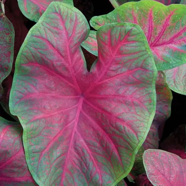 Caladium 'Brandywine' - Tuber - Image 2