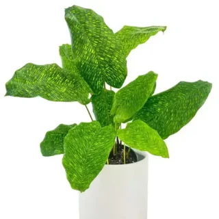 Calathea Musaica | Calathea Network - Rare