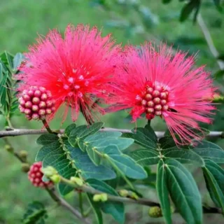 Calliandra Haematocephala Hassk (Red)