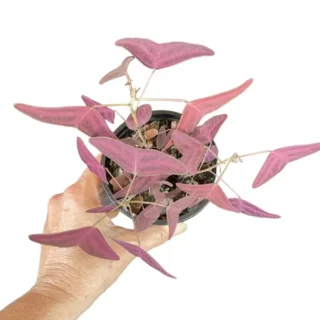 Red Butterfly Wing Plant - Rare