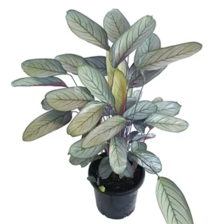 Ctenanthe ‘Silver Star’ Plant Setosa 'Grey Star'
