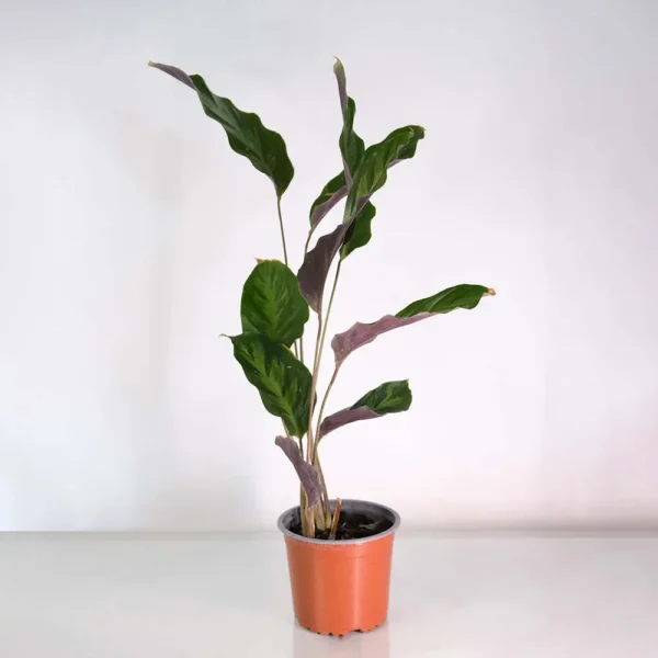 Calathea Louisae - Image 2