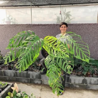 Monstera Esqueleto (Small)