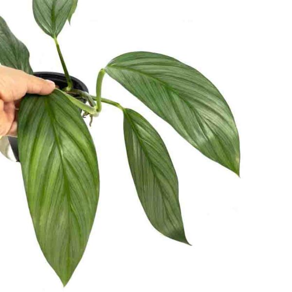 Epipremnum Amplissimum Silver Streak Pothos - Image 2