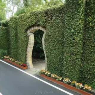 Ficus pumila, Wall creeper, Creeping fig - Trending Wall Creeper