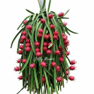 Dragon Fruit Plant