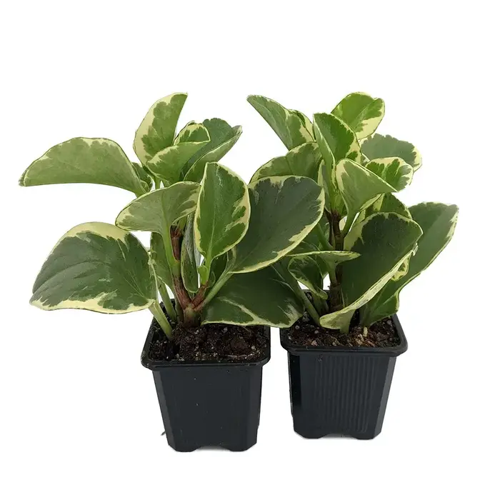 Baby Rubber Plant yellow - Image 2