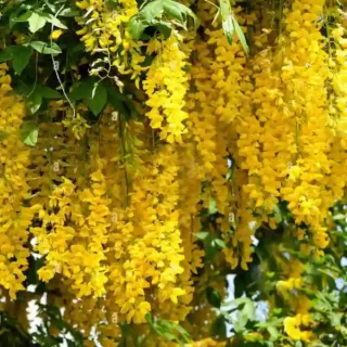 Golden Cascade Plant (Petraeovitex bambusetorum)