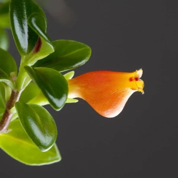 Goldfish Lipstick Plant - Image 2