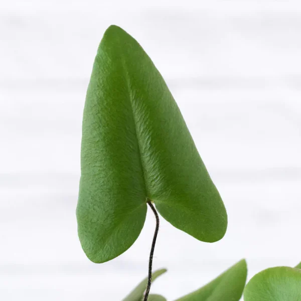 Heart Fern | Hemionitis Arifolia - Rare - Image 2