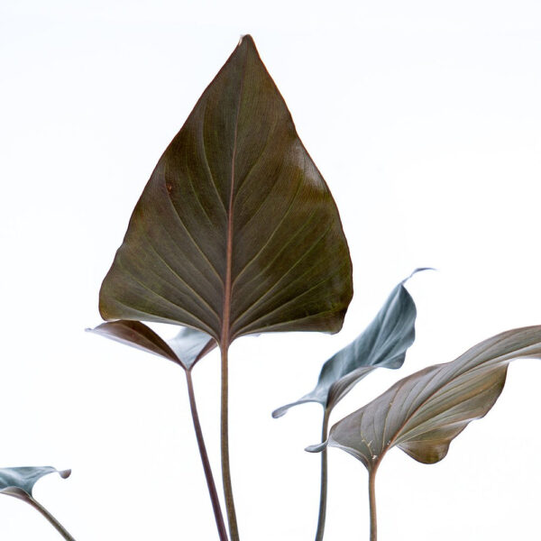 Black Homalomena Plant - Image 2