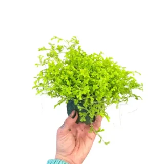 Club Moss, Lycopodium Clavatum
