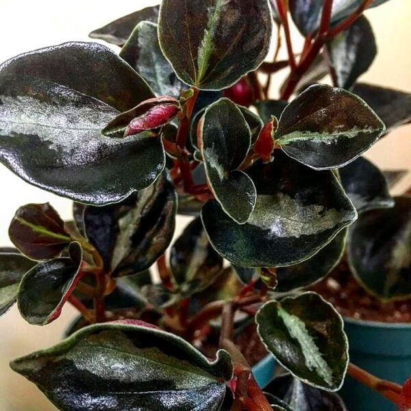 Columbian Peperomia (Galaxy pepperomia) - Image 2