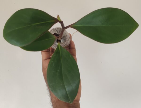Babby rubber plant Red edge oval leaf(Pepperomia obtusifolia) - Image 4