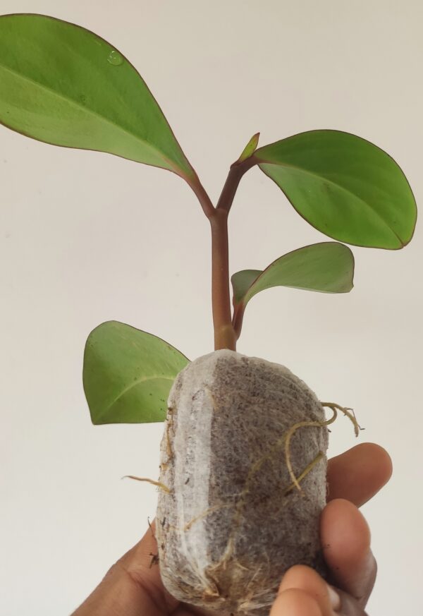 Babby rubber plant Red edge oval leaf(Pepperomia obtusifolia) - Image 2