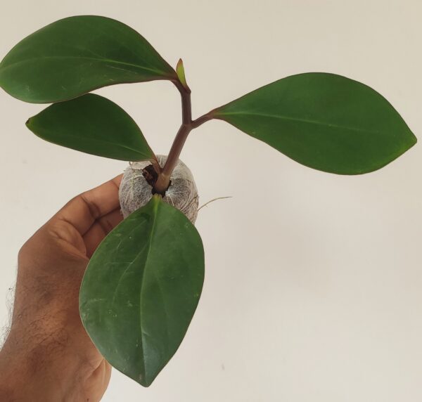 Babby rubber plant Red edge oval leaf(Pepperomia obtusifolia) - Image 3