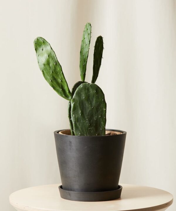 🌵 Prickly pear Cactus 🌵 - Image 3