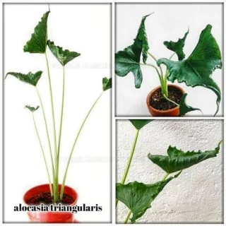 Alocasia Triangularis(Small)