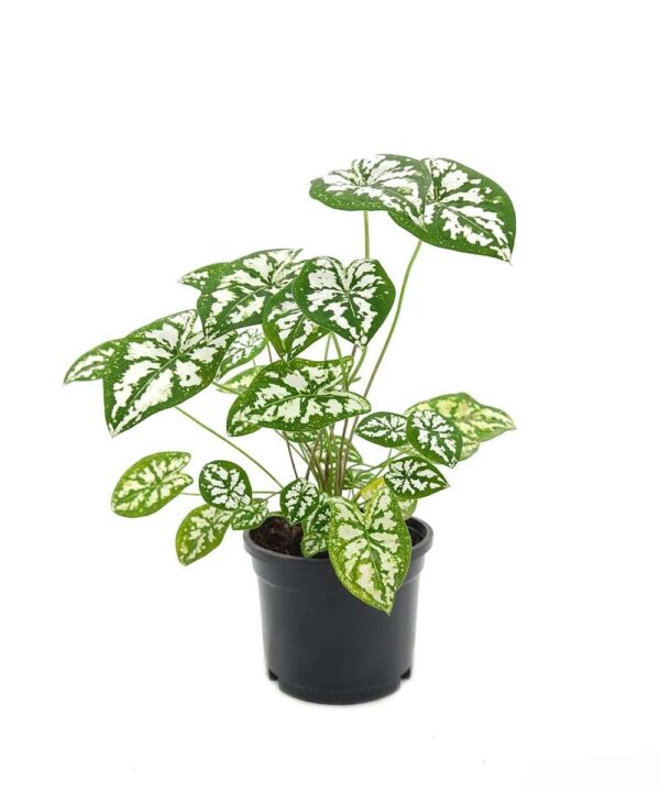 Caladium Humboldtii ‘Mini White’ - Image 3