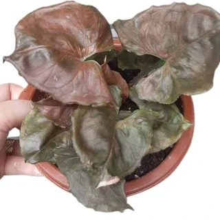 Syngonium (chocolate miniature )