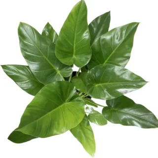 Philodendron Giganteum | Blizzard