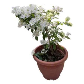 Bougainvillea White Plant