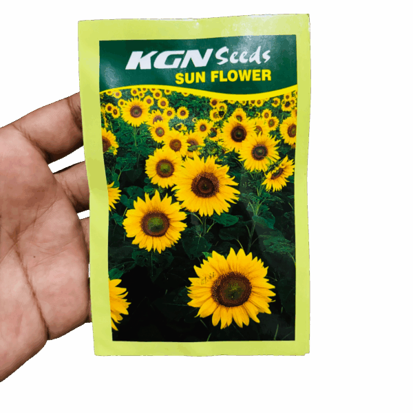 Sunflower plant - Seeds - Image 2