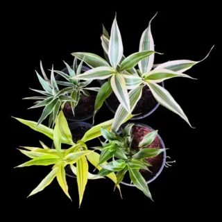 Lucky Bamboo 4 rare varieties: Combo