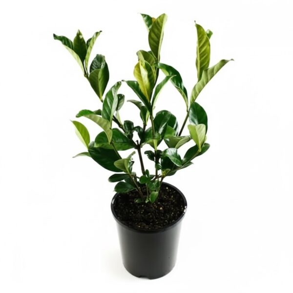 Gardenia ,Gandharajan plant - Image 3