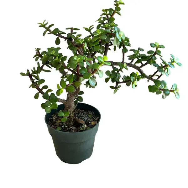 Jade Plant - Image 2