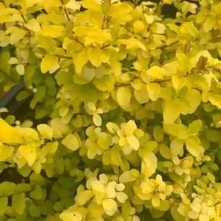 Ligustrum Sinense 'Sunshine' (Chinese Privet) Plant