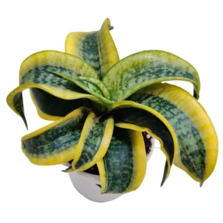 Sansevieria Tornado
