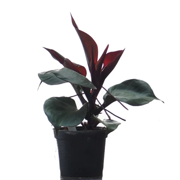 Philodendron Red Heart - Rare - Image 3
