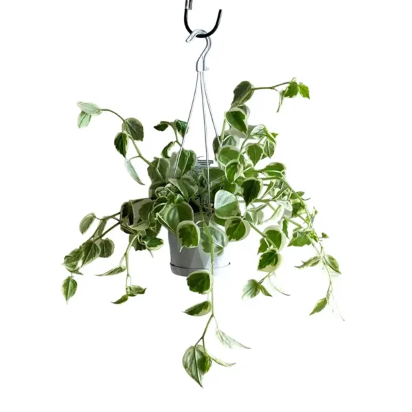Peperomia scandens variegata (Variegated Trailing Peperomia) - Image 2