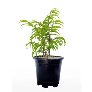Parsley Aralia | Polyscias Crispata | Polyscias fruticosa