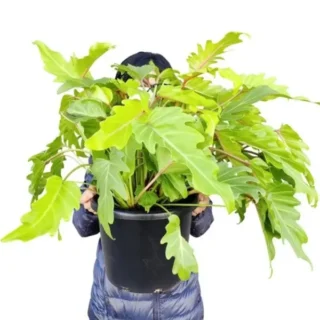 Philodendron Xanadu Golden