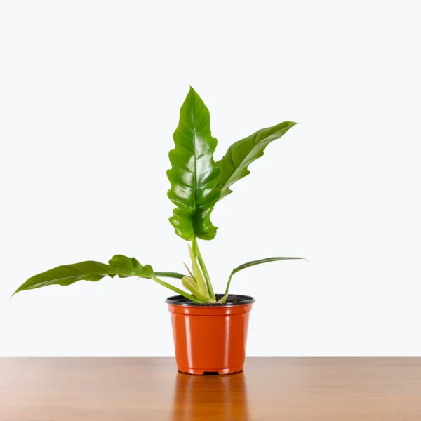 Philodendron Narrow Escape, Jungle Boogie - Image 3