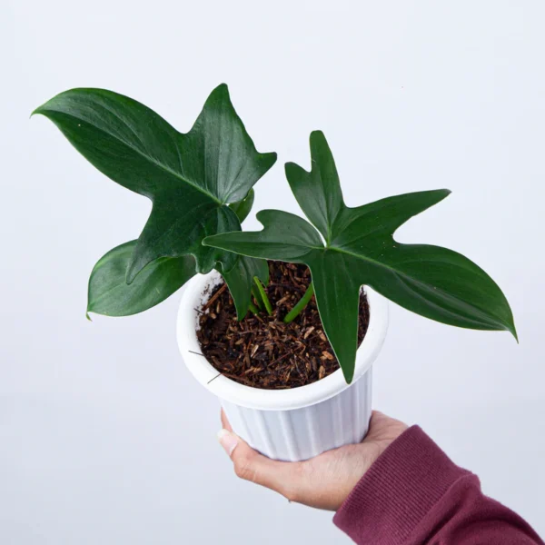 PHILODENDRON PEDATUM - Image 2