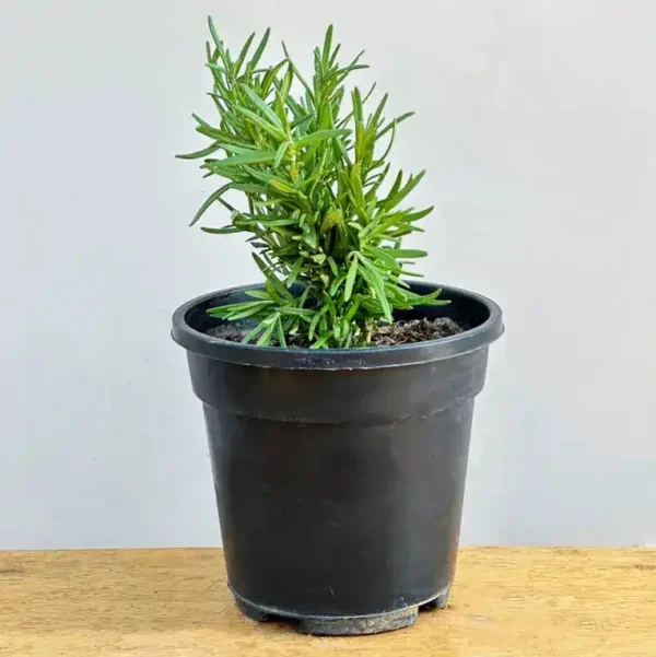 Rosemary Plant - Image 3