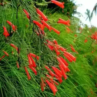 Russelia Plant, Firecracker Plant