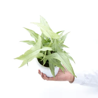 SYNGONIUM WHITE NARROW