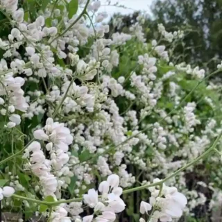 Mexican Creeper White, Coral Vine White