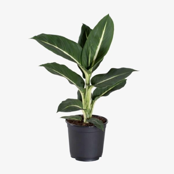 Dumb Cane Green Magic - Image 3