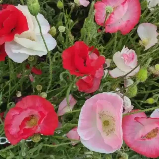 Popy Plant – Seeds