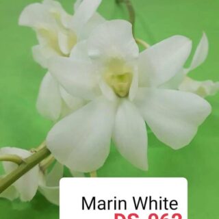 Dendrobium ds-062