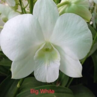 Dendrobium (ds-028)