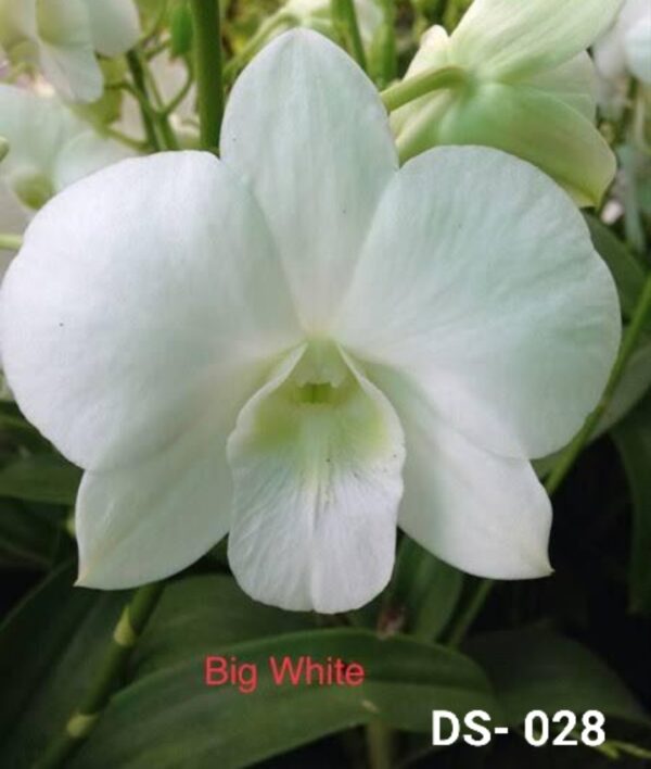 Dendrobium (ds-028)
